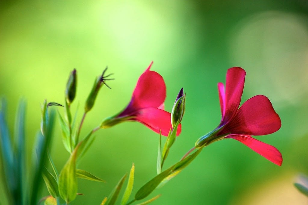 Acupuntura para la fertilidad · Clínica Tao Salud Natural Acupuntura para la fertilidad · Clínica Tao Salud Natural
